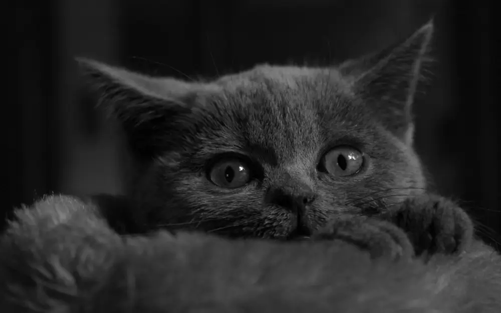 深邃眼神的黑白小猫