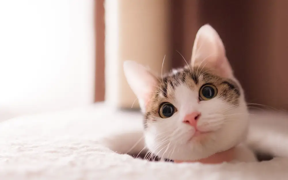 呆萌可爱大眼睛猫咪