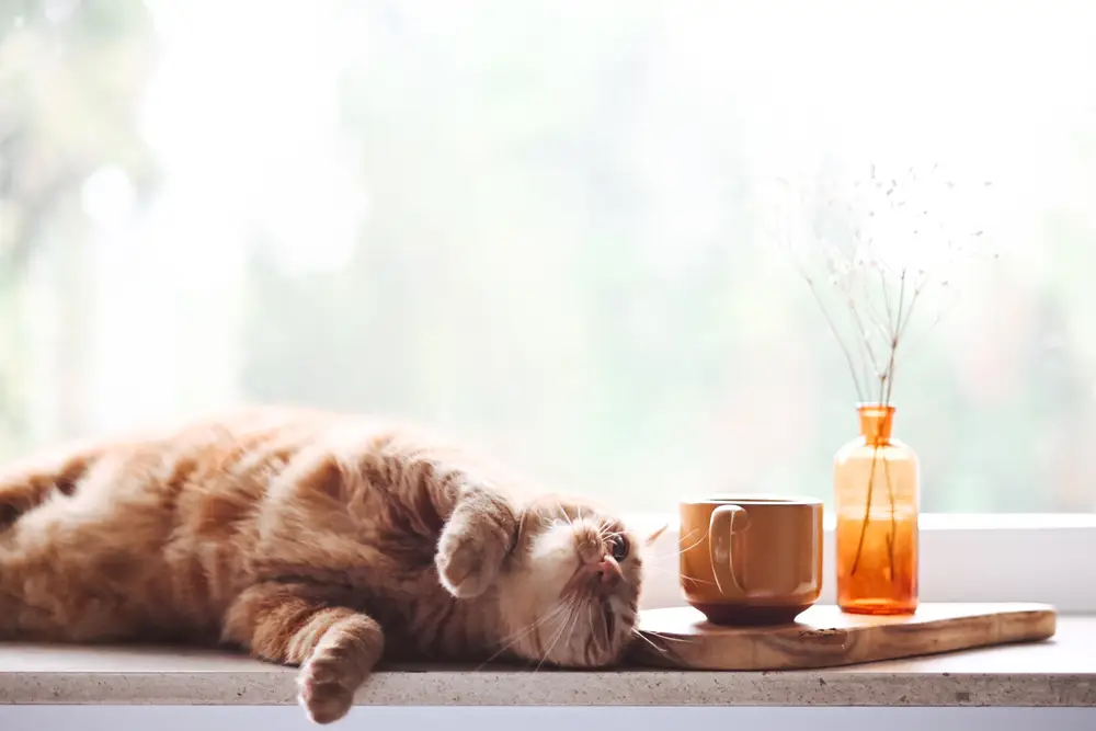 窗边慵懒午后的橘猫