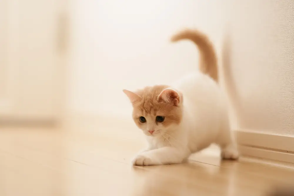 萌动瞬间奶白色小猫