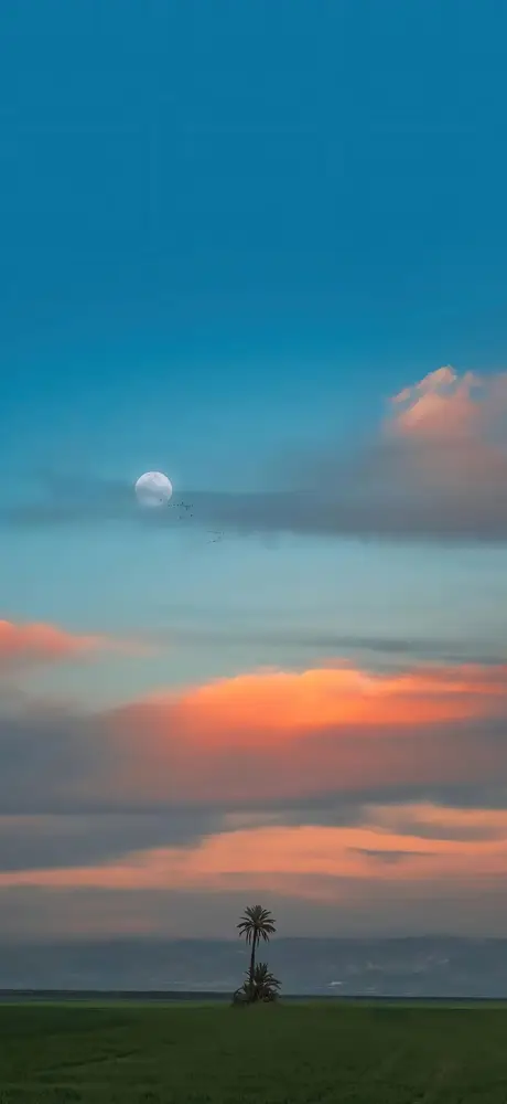 Palm trees on dusk plain, full moon above gradient sky with orange clouds and flying birds