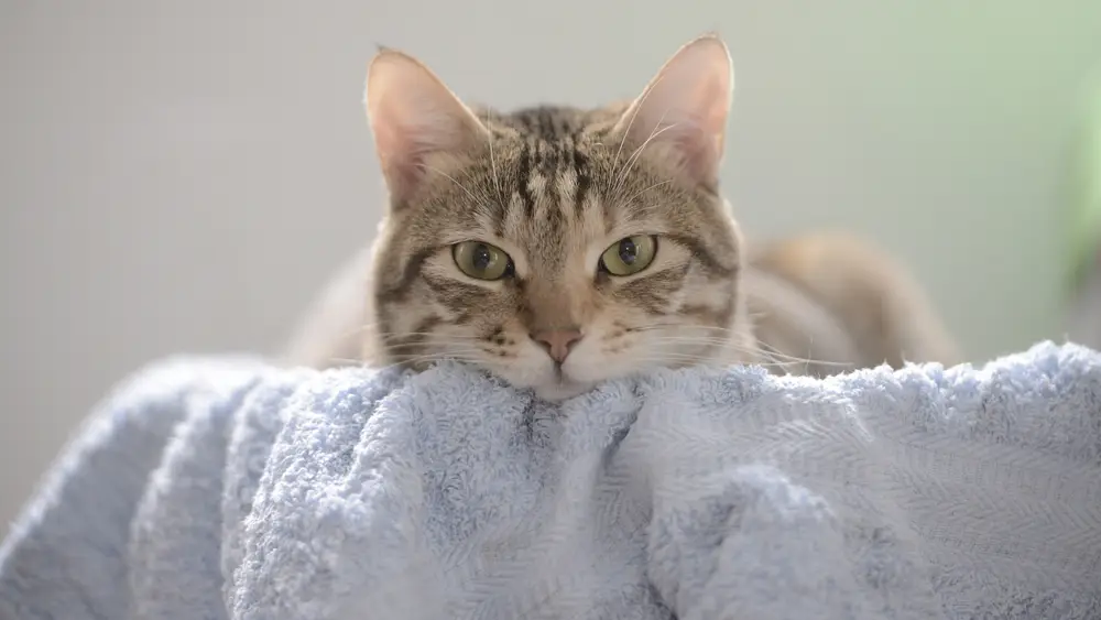 趴在毛毯上的可爱猫咪
