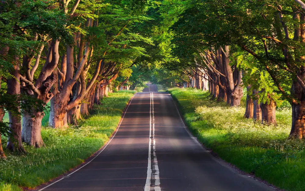 林荫大道阳光小路