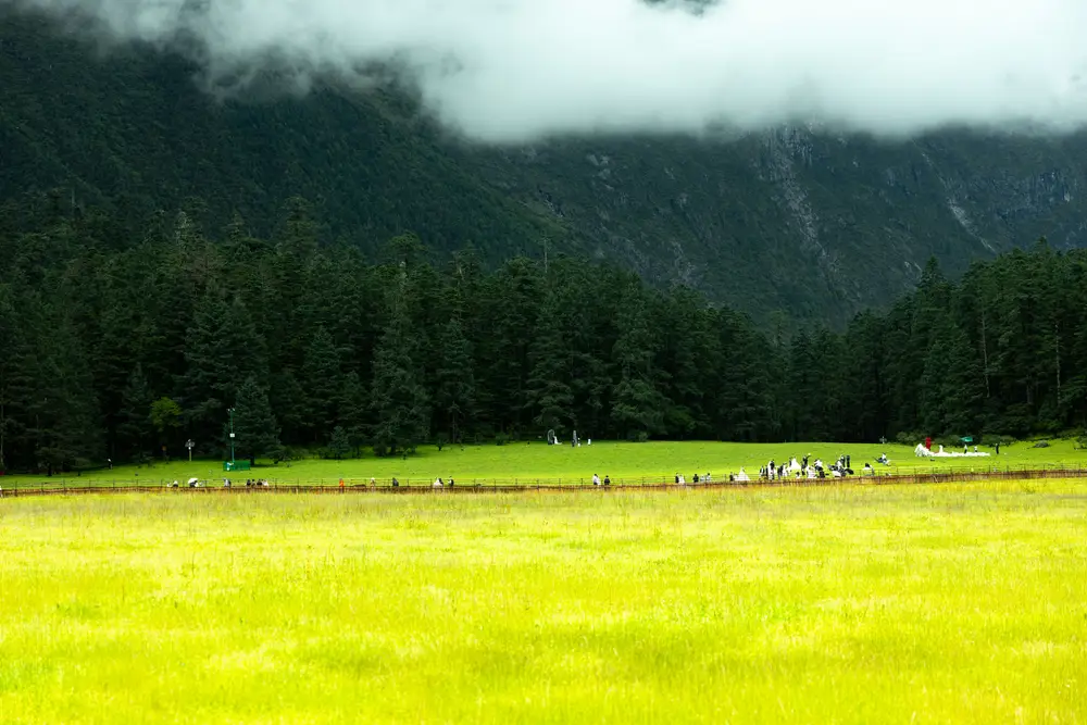 高山草甸针叶林山景 云雾低垂游人漫步开阔原野