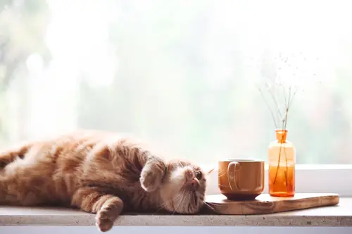 可爱猫咪高清桌面壁纸：萌宠爱好者的治愈系电脑壁纸合集