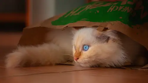可爱猫咪高清桌面壁纸：萌宠爱好者的治愈系电脑壁纸合集