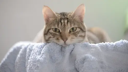 可爱猫咪高清桌面壁纸：萌宠爱好者的治愈系电脑壁纸合集