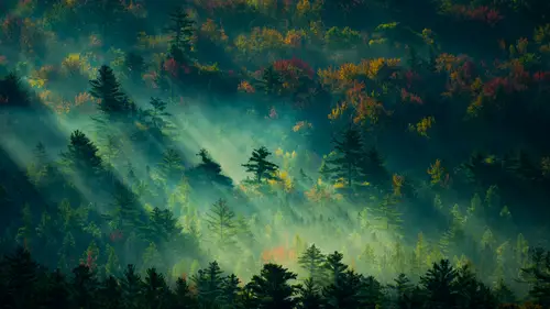 3840x2160 Desktop 自然风景 Wallpaper - 深秋迷雾森林晨曦